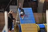 wedstrijd agility friends zondag