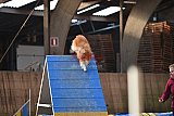 wedstrijd agility friends zondag