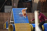 wedstrijd agility friends zondag