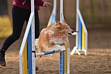 wedstrijd agility friends zondag