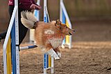 wedstrijd agility friends zondag
