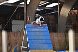 wedstrijd agility friends zondag