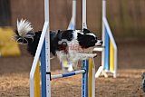 wedstrijd agility friends zondag