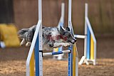 wedstrijd agility friends zondag