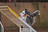 wedstrijd agility friends zondag