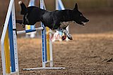 wedstrijd agility friends zondag