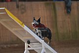 wedstrijd agility friends zondag