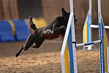 wedstrijd agility friends zondag
