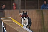 wedstrijd agility friends zondag