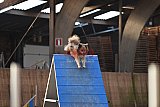 wedstrijd agility friends zondag