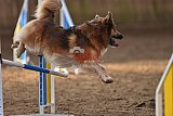 wedstrijd agility friends zondag