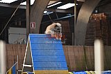 wedstrijd agility friends zondag