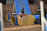 wedstrijd agility friends zondag