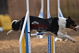 wedstrijd agility friends zondag