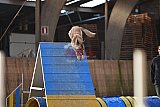wedstrijd agility friends zondag
