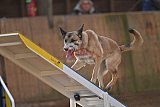 wedstrijd agility friends zondag