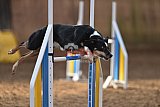 wedstrijd agility friends zondag