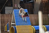 wedstrijd agility friends zondag