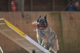 wedstrijd agility friends zondag