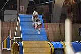 wedstrijd agility friends zondag