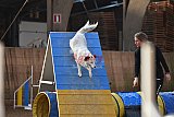 wedstrijd agility friends zondag