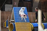 wedstrijd agility friends zondag