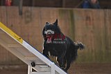 wedstrijd agility friends zondag