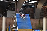 wedstrijd agility friends zondag