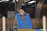 wedstrijd agility friends zondag