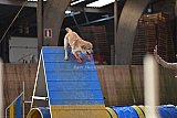 wedstrijd agility friends zondag