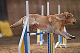 wedstrijd agility friends zondag