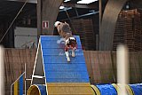 wedstrijd agility friends zondag