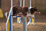wedstrijd agility friends zondag