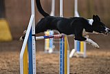 wedstrijd agility friends zondag