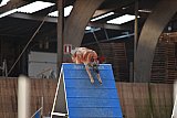 wedstrijd agility friends zondag