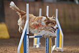 wedstrijd agility friends zondag