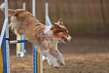 wedstrijd agility friends zondag