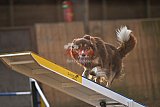wedstrijd agility friends zondag