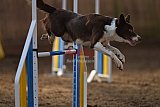 wedstrijd agility friends zondag