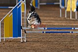 wedstrijd agility friends zondag