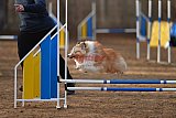 wedstrijd agility friends zondag
