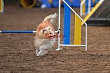 wedstrijd agility friends zondag