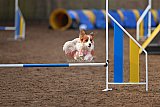 wedstrijd agility friends zondag