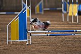 wedstrijd agility friends zondag
