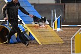 wedstrijd agility friends zondag
