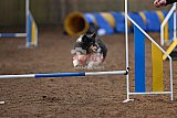wedstrijd agility friends zondag