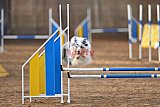 wedstrijd agility friends zondag