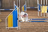 wedstrijd agility friends zondag
