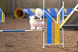 wedstrijd agility friends zondag