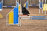 wedstrijd agility friends zondag
